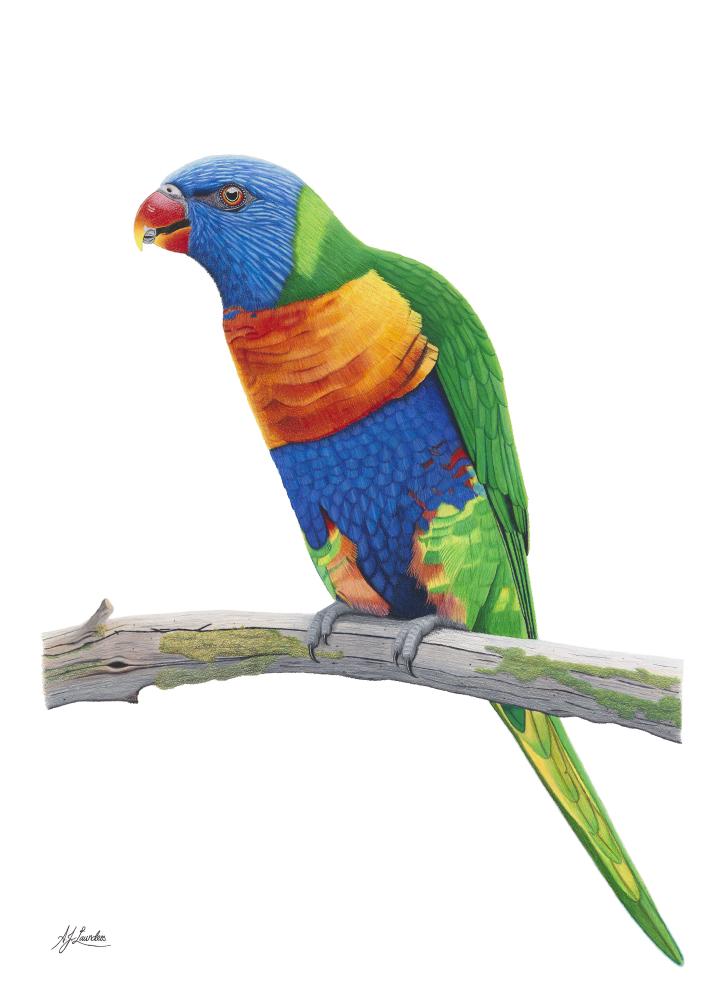 Rainbow Lorikeet