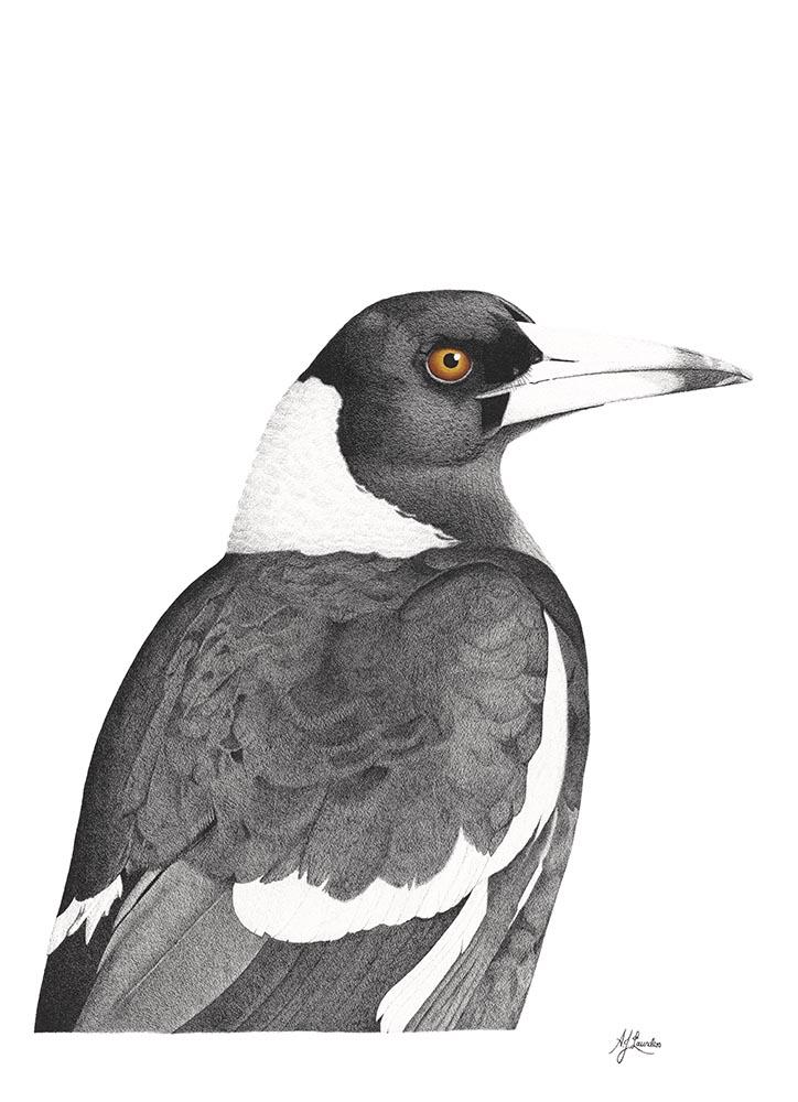 Australian Magpie