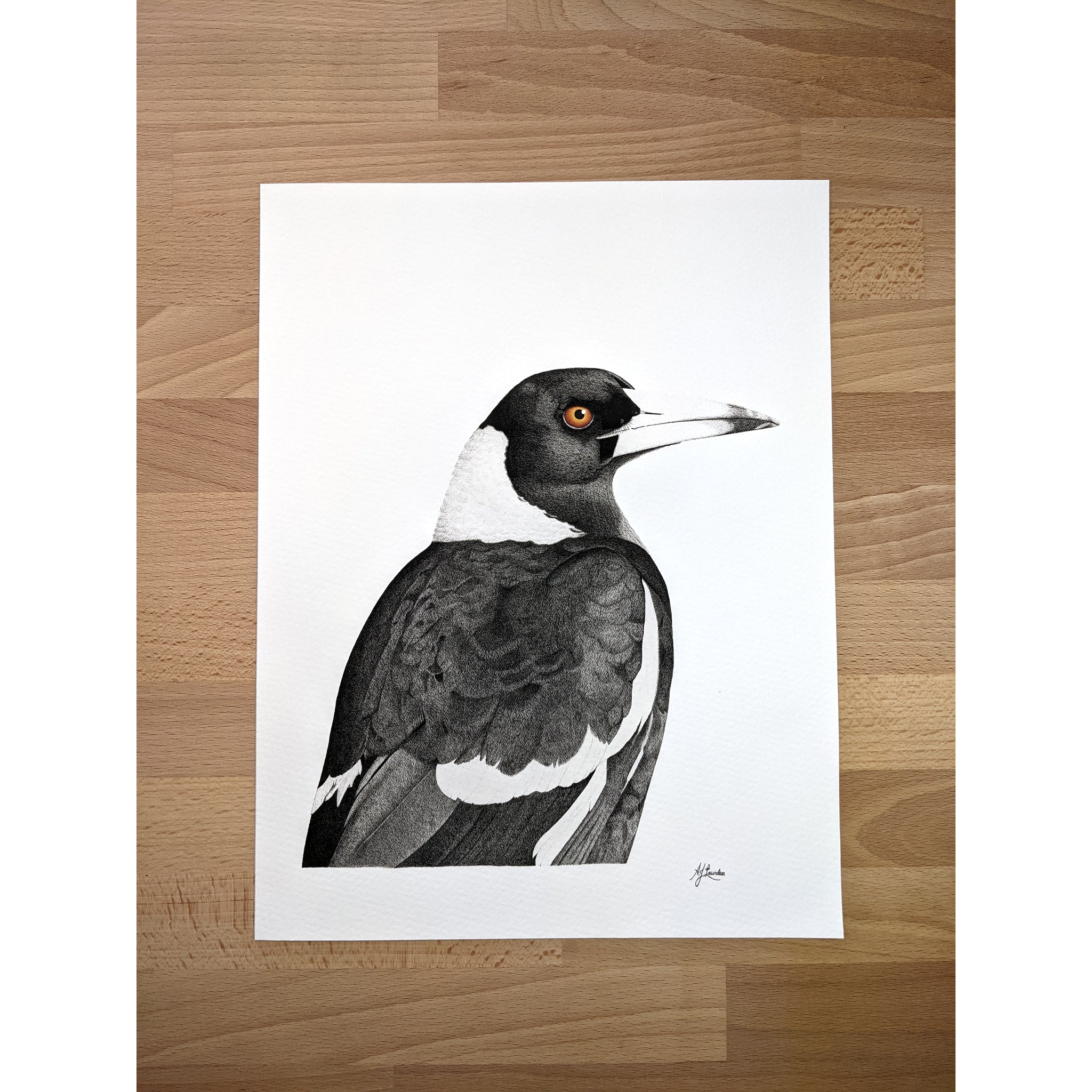 Australian Magpie