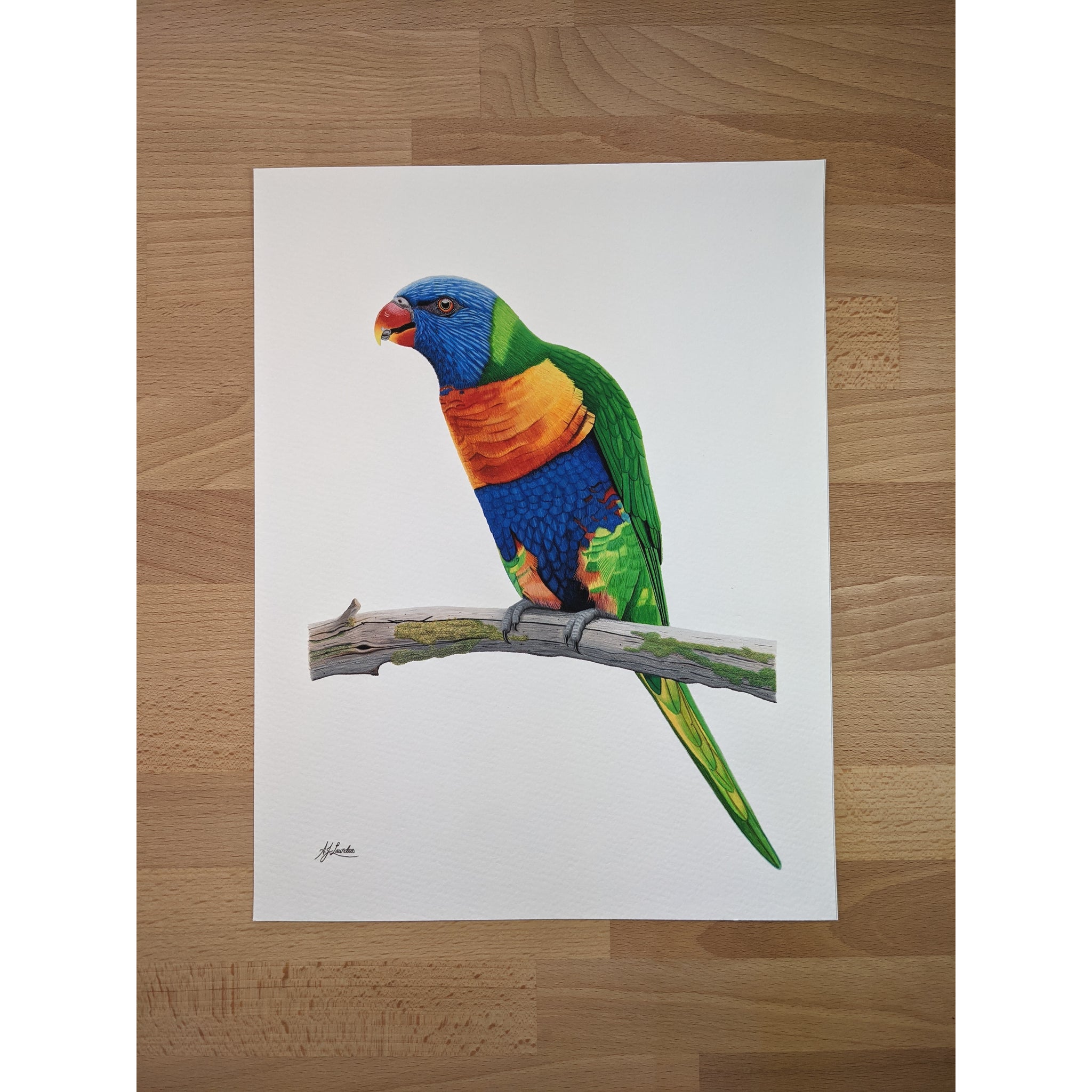 Rainbow Lorikeet
