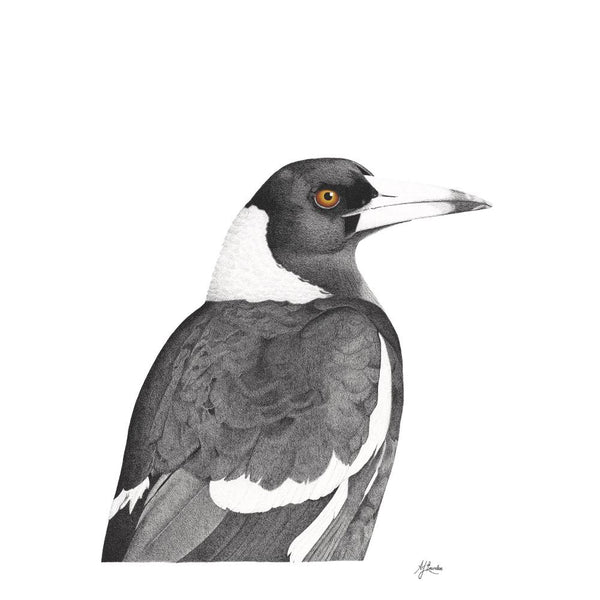 Australian Magpie