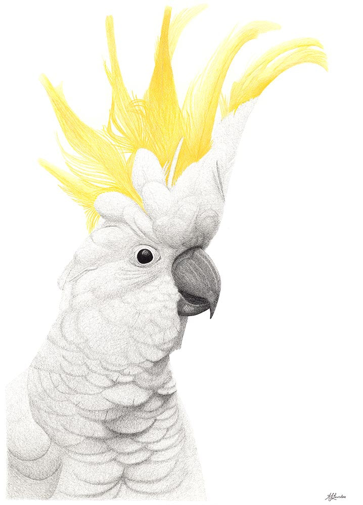 Sulphur crested cockatoo art, cockatoo art print, original art Brisbane Australia by AJ Laundess