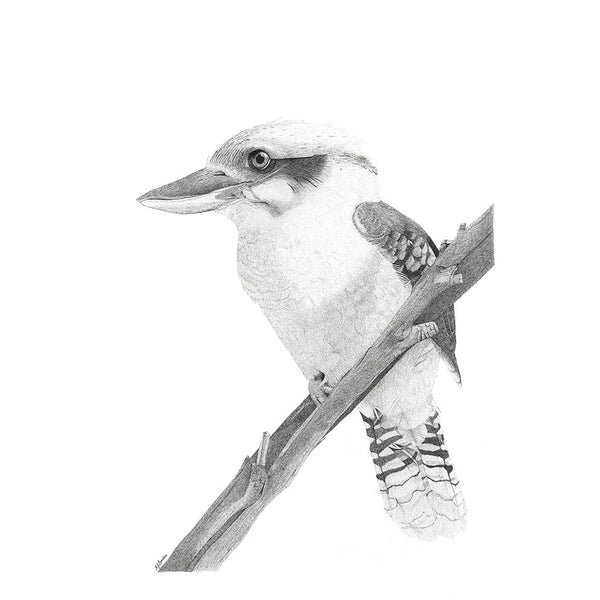 Laughing Kookaburra art, Australian bird drawing art print, original art Brisbane Australia by AJ Laundess
