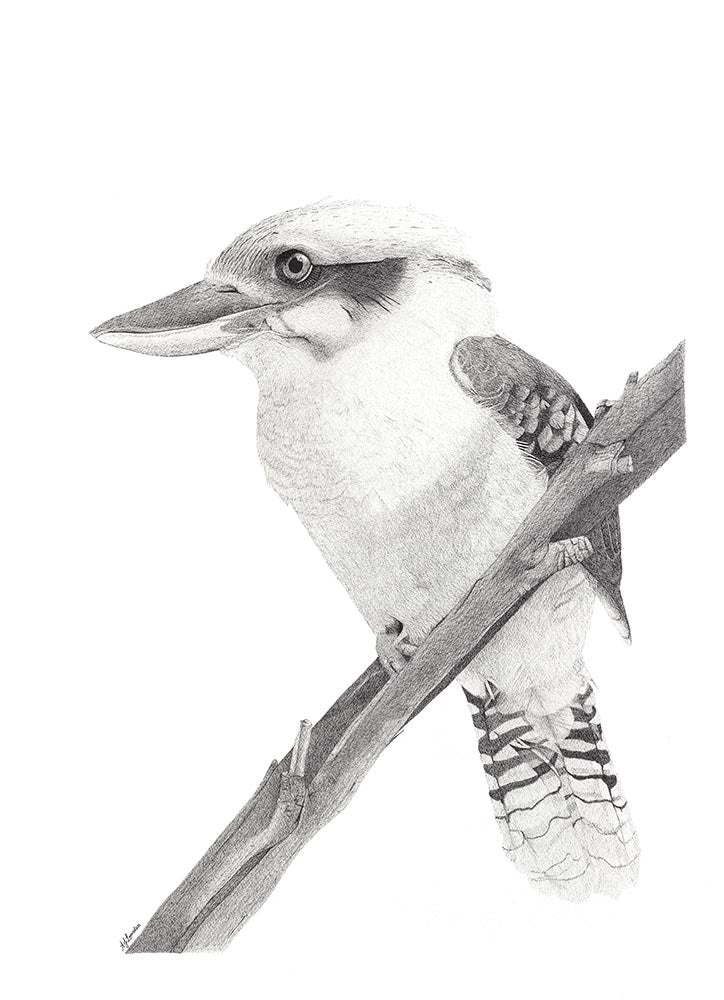 Kookaburra - 105 cm x 75 cm