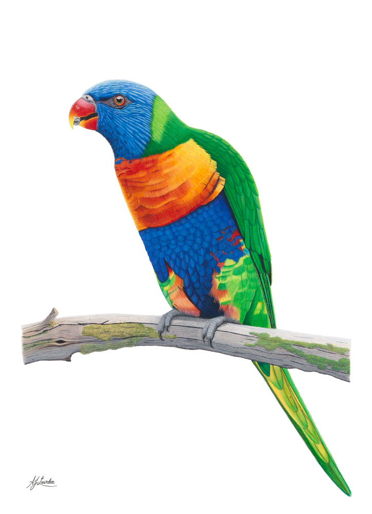 Rainbow Lorikeet  -  105 cm x 75 cm.