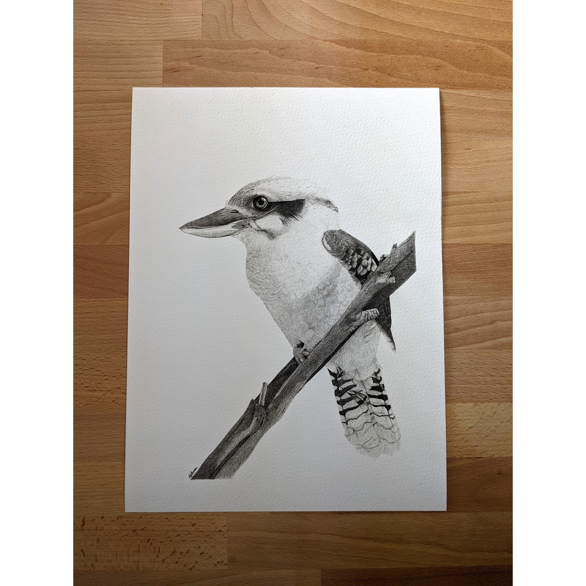 Laughing Kookaburra art, Australian bird drawing art print, original art Brisbane Australia by AJ Laundess