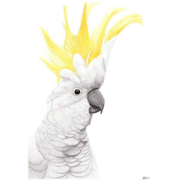Sulphur crested cockatoo art, cockatoo art print, original art Brisbane Australia by AJ Laundess