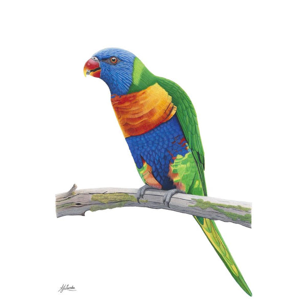 Rainbow Lorikeet