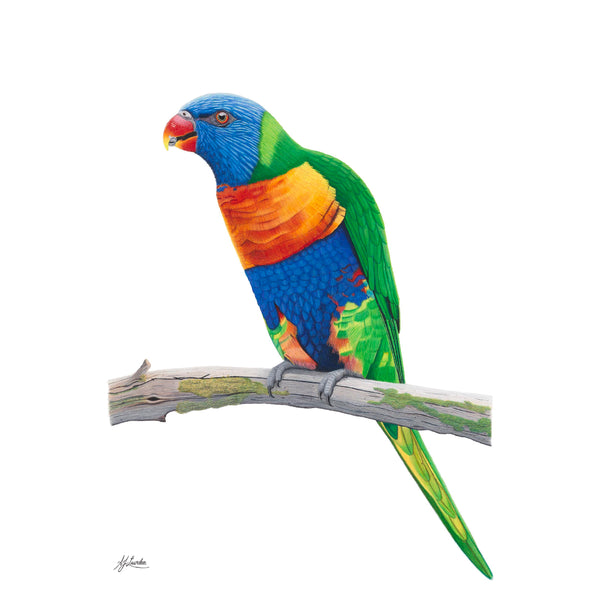 Rainbow Lorikeet  -  105 cm x 75 cm.