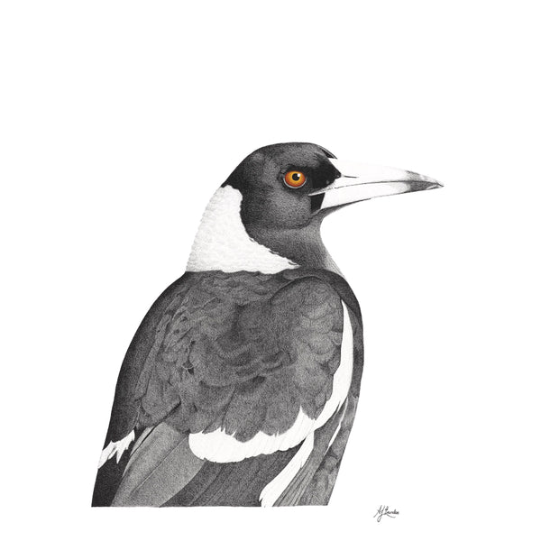 Australian Magpie   -  105 cm x 75 cm.
